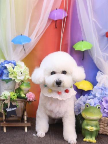 20230603ププくん